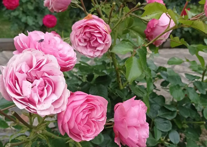 Βίλα La Graviere